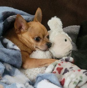 Meet your Posher, Karrissa